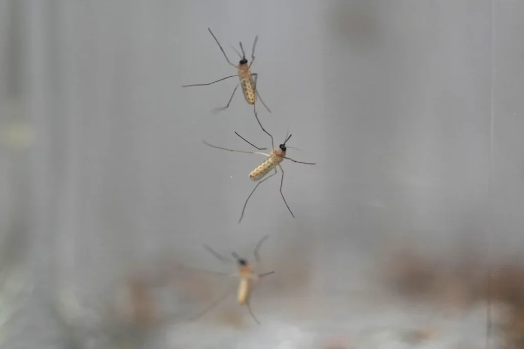 Massachusetts Takes Action Against Deadly Mosquito Virus: What You Need to Know